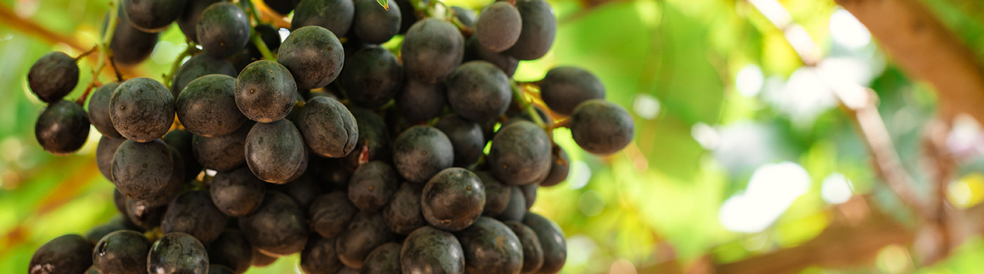 Vino