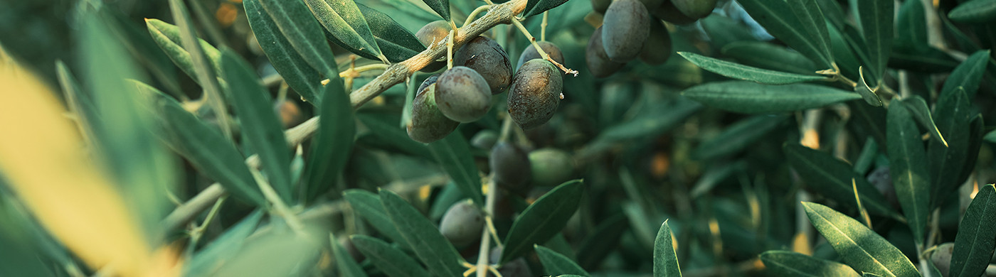 Olio